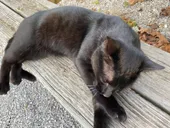 petpic